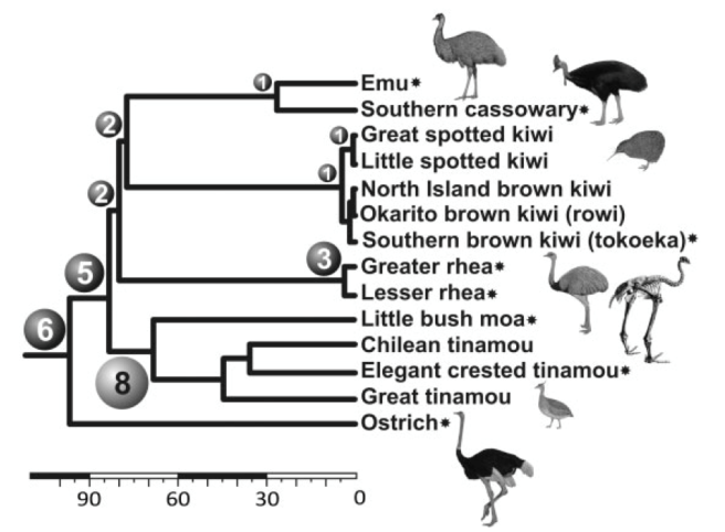 Figure 2. Palaeognathae phylogeny as presented in Baker et al. (2014).  This tree was created using 27 nuclear genes and 21 retroelements in Haddrath & Baker (2012) and has had 8 retroelement insertions mapped to it to indicate further support for the moa-tinamou clade.