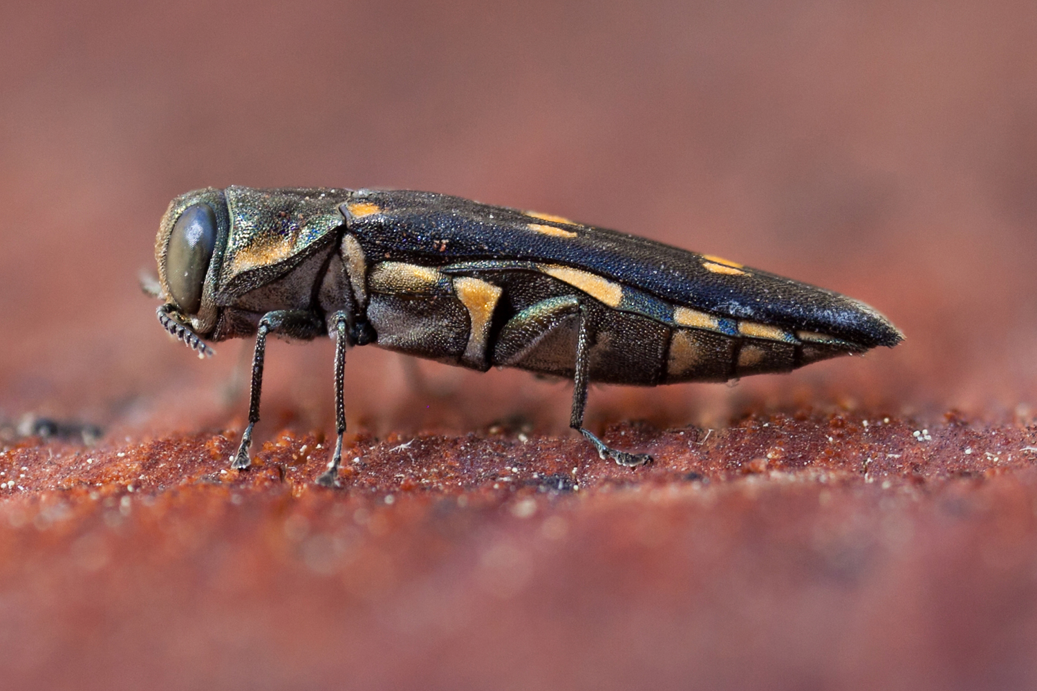 Agrilus coxalis, a pepper-piercing true bug