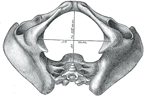 Female human pelvis