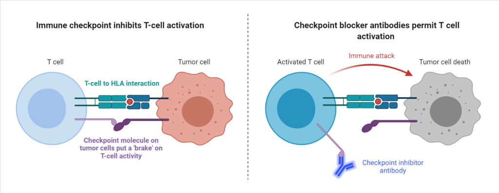 Checkpoint blockade immunotherapy: It is an antibody-based therapy that restores the functionality of the immune system by removing the ‘brakes’ on T-cells, which generate anti-tumor responses. These ‘brakes’ are expressed by tumor cells and inactivate T-cell mediated anti-tumor activity. In the presence of checkpoint-blocker antibodies, these ‘brakes’ can no longer suppress T-cell activity. T-cells are then able to receive the HLA-peptide signal and respond by releasing inflammatory molecules to alert the immune system and can also cause direct death of the target cancer cell.
